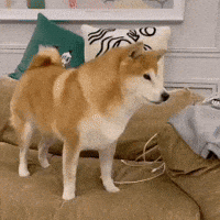 Shiba 打你 GIF