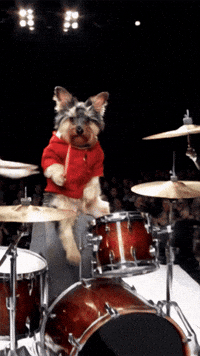 Dogs Pets GIF
