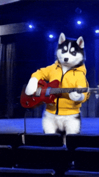 Dogs Animales GIF