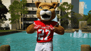 houstoncougars houston sasha shasta gocoogs GIF