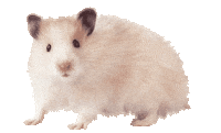 Guinea Pig Love Sticker