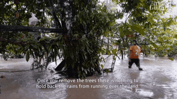 Once You Remove The Trees