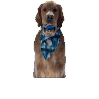 Golden Retriever Chuckit Sticker by Geekster Pets