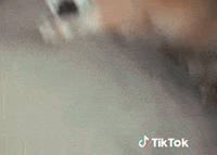 Dog Chien GIF by TikTok France
