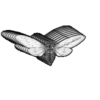 Flying Black And White Sticker by The Wild Curiosity