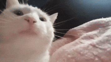 Lechu312 catjam cat jam jamcat original cat jam GIF