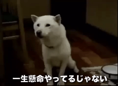 japan dogs GIF