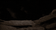 Hannibal Lecter Horror GIF by Coolidge Corner Theatre