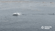 bottlenose dolphin GIF by Monterey Bay Aquarium