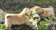 Corned Beef And Cabbage GIF
