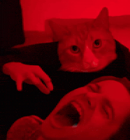 Oliver Orange Cat GIF