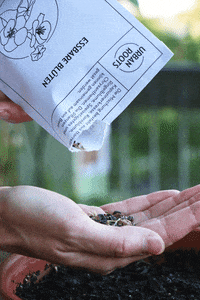 urbanroots_ch gardening seeds edible flowers urban gardening GIF