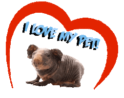 Guinea Pig Love Sticker