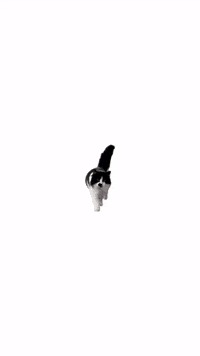 Cute Cat GIF