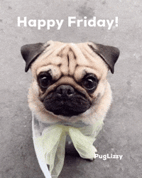 Friday Pug GIF