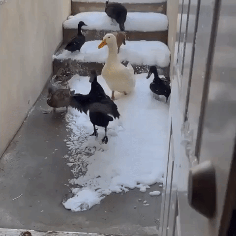 Ducks Give a 'Hard No' to Utah Snow