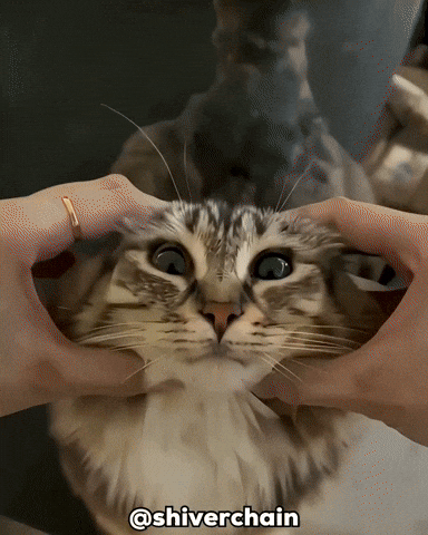 Cat Wow GIF