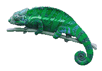 digilarimedia chameleon digilari digilari media Sticker