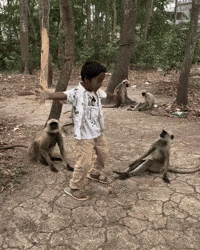 Life Of Pi Dance GIF