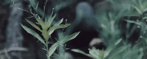 plants a list of things GIF by Speak Low If You Speak Love