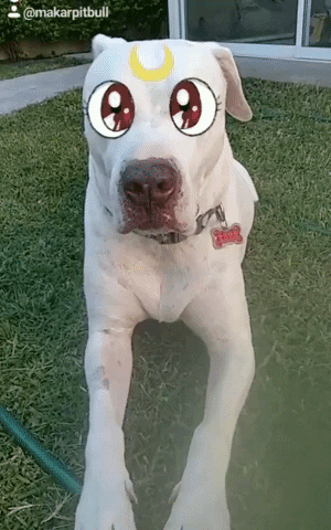 anavictoriadeltoro  GIF