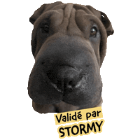 Pawsitivepetambassadeur Sticker by Pawsitive pet