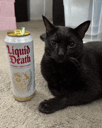 Black Cat Liquid Death GIF