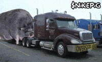 Trailer Pig GIF by Nikepig