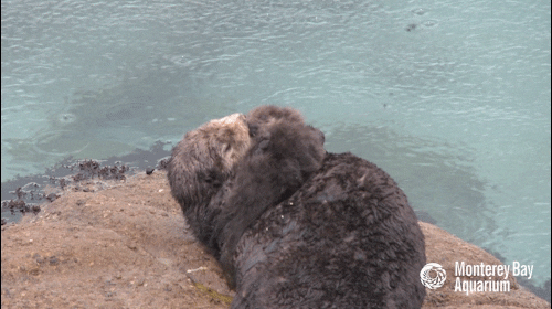 sea otter mom GIF by Monterey Bay Aquarium