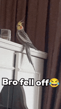 Fun Bird GIF