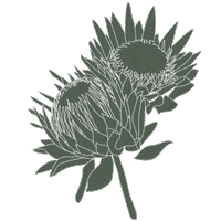 Protea Sticker by Wildflora LA