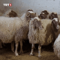 Friends Go GIF by TRT