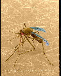 mosquito GIF