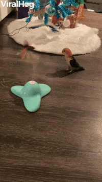 Yoshi the Parrot Tries to Understand Cat Toy