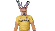 Yucatan Sticker by Venados FC