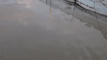 BossKerati fish boss fresh fishing GIF
