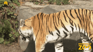 Summer Tiger GIF by Brookfield Zoo