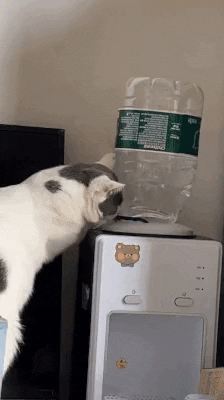 cuteanimalland giphyupload GIF