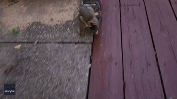 Adorable Baby Possum Clings To Mother's Back