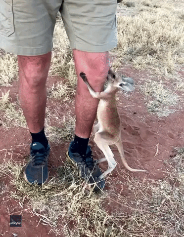 Orphaned Kangaroo Joey Can't Wait to Get Back in Carer's Cloth Pouch