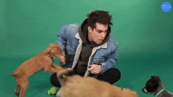 Bark! Bark! Bark!