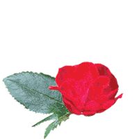 Rose Sticker by Star Roses and Plants