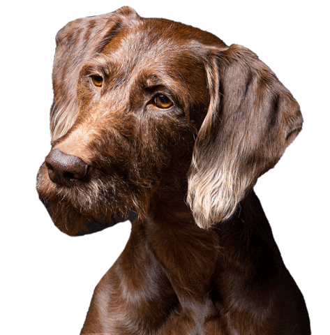 helgaaamanufaktur giphyupload happy dog what Sticker