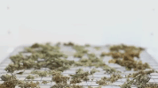 weed marijuana GIF by MOST EXPENSIVEST