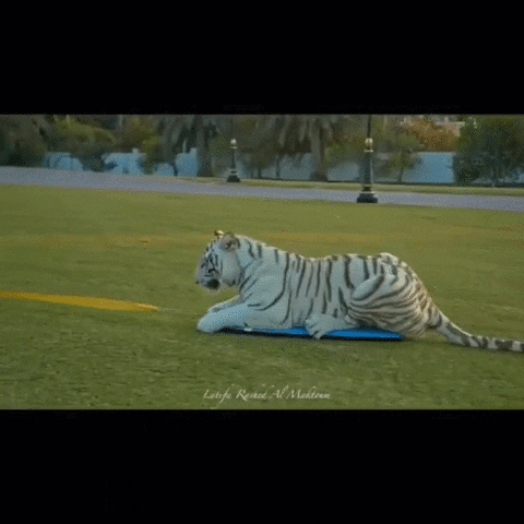 tiger GIF
