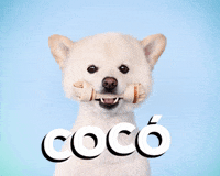 wawawropaperros wawaw GIF