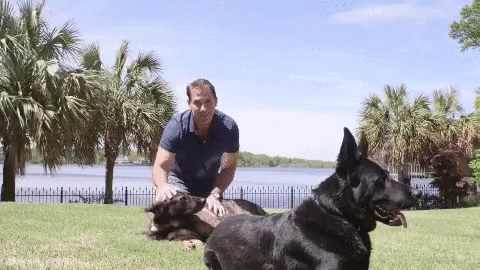 nicholas sparks dogs GIF by WhoSay