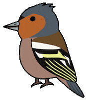 Cartoon Bird Sticker