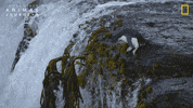 National Geographic GIF by Nat Geo Wild