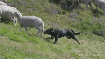 Episode 2 Dog GIF by PBS